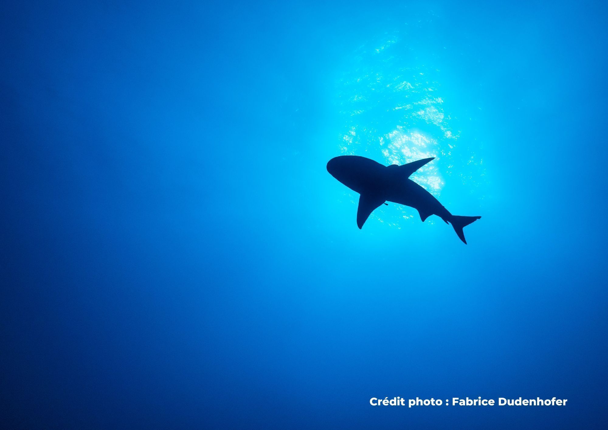 requin sous l'eau vue d'en bas